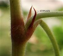  Stipules